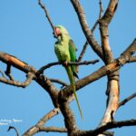 Cotorra alejandrina-viendo aves en la India