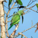 viaje a ver aves a Sri Lanka