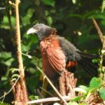 aves y mamiferos en Sri Lanka