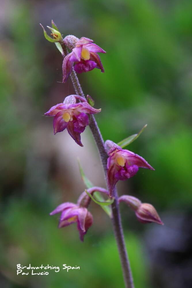 orchids holidays in Picos de Europa