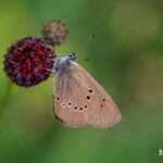 Dusky large Blue-butterflies Cantabrian mountains