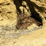 Eagle Owl-birding la Mancha Húmeda