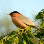 crónica del viaje ornitológico a India-Estornino de las pagodas