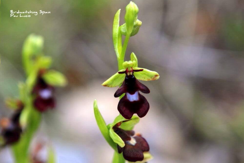 Fly-orchid-Cantabrian-mountains