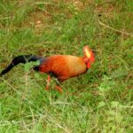 crónica del viaje ornitológico a Sri Lanka