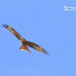 Gallocanta trip report-Red Kite