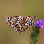 Glanville Fritillary-Wildlife report Cantabrian mountains