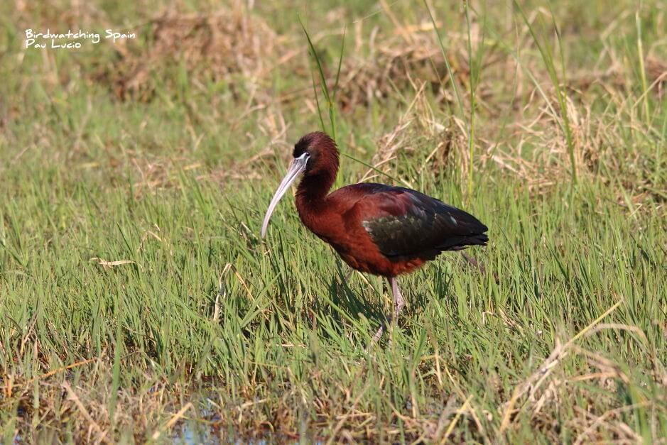 Glossy Ibis photography hide Spain