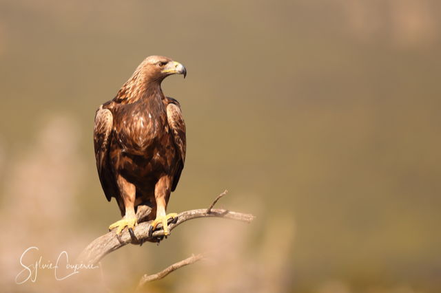 Golden Eagle photography hide Spain