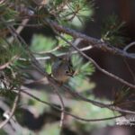 Birding report Sierra de Guara