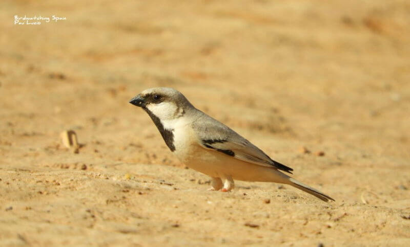 Gorrión Sahariano-aves de Marruecos