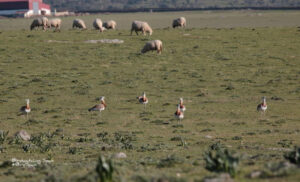 Where to watch Great bustards in Spain