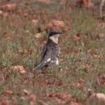 Great spotted cuckoo-birding report Doñana