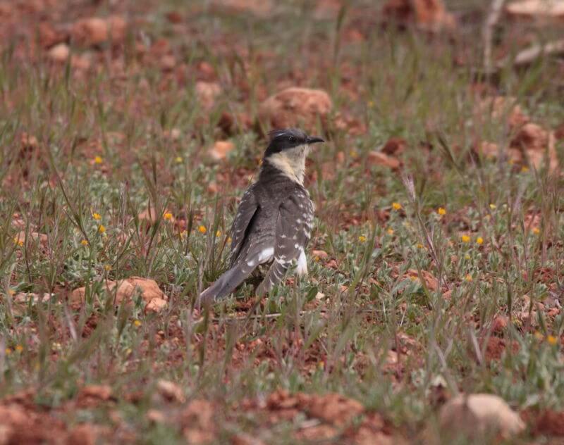 birding la Mancha-Great Spotted Cuckoo