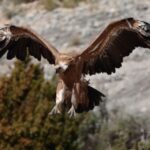 Birding trips in Alicante-Griffon vulture in Alcoi