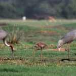 Grulla Sarus-Viaje ornitológico a la India