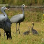 Grulla del Paraiso-viendo aves en Sudáfrica