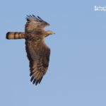 Birding tour Strait Gibraltar-Honey Buzzard
