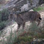 Iberian lynx holidays