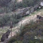 Iberian lynx holidays Andujar