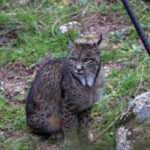 Iberian lynx tour