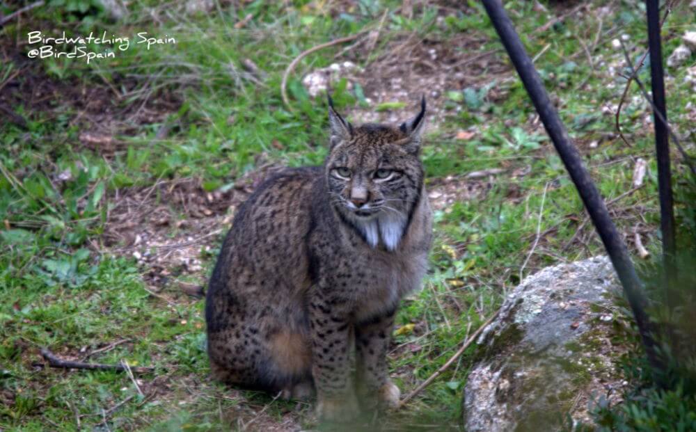 Iberian lynx holidays