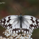 Iberian Marbled White-wildlife cantabrian mountains