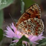 butterflies in Valencia Region