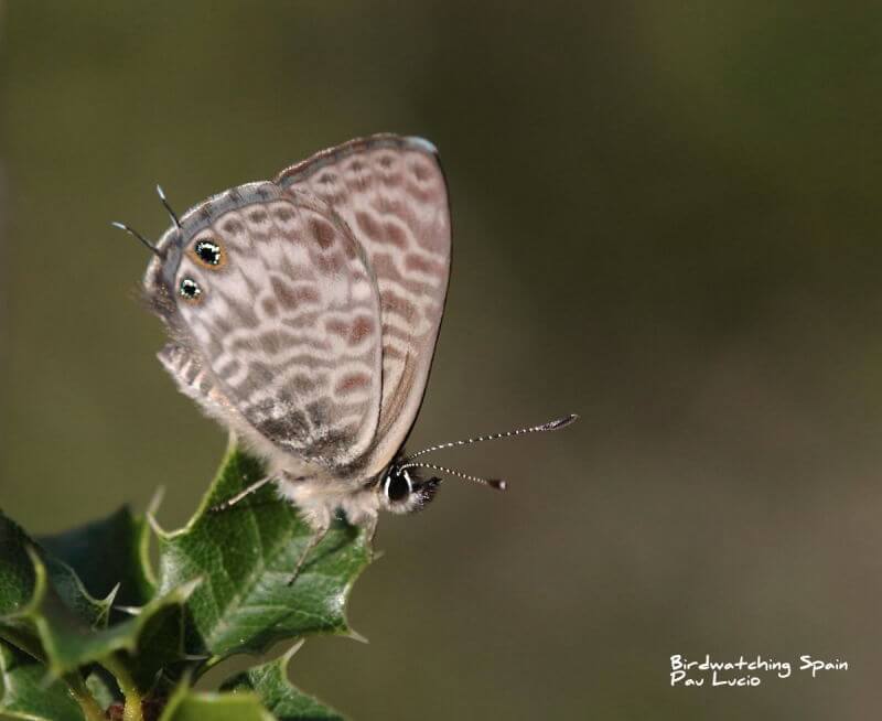 butterflies in the Cantabrian mountains