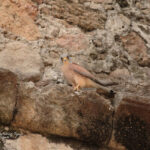 Birdwatching Granada and Tarifa-Lesser Kestrel