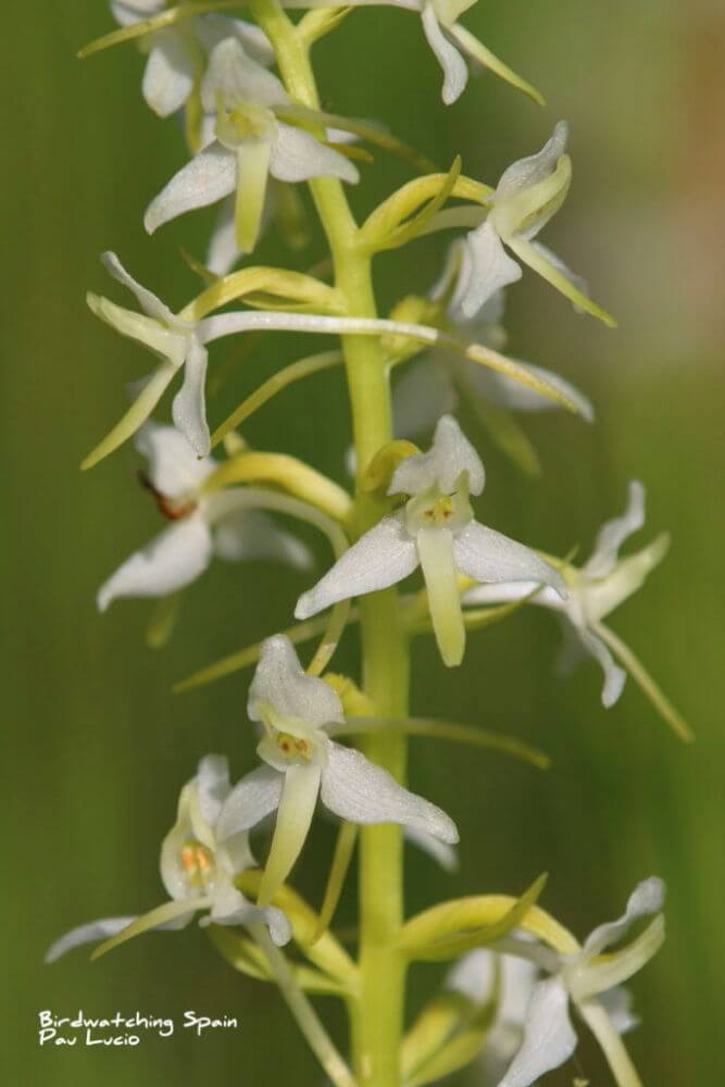 Lesser-butterfly orchid-Cantabrian mountains