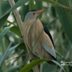 Avetorillo-Ver aves en la marjal de Pego