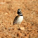 Little Bustard-birding trip Alicante