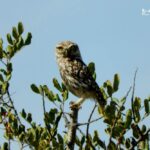 Little owl-birding benidorm