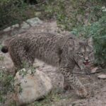 Iberian lynx trip report