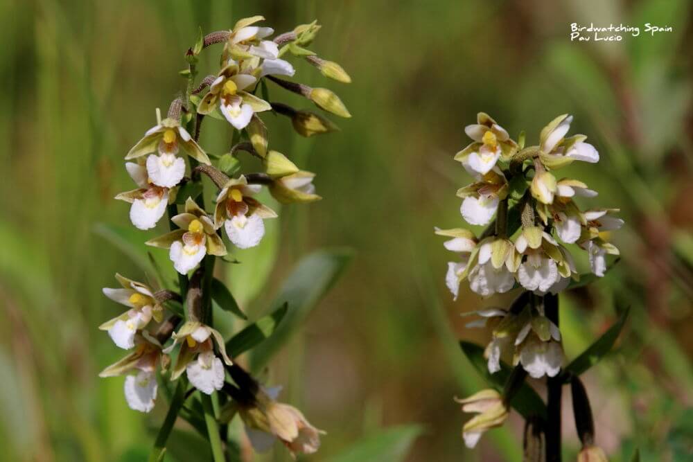 Marsh Helleboline in the Cantabrian Mountains