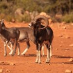 Mouflon-Iberian lynx holidays