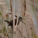 Moustached warbler-bird watching trip valencia
