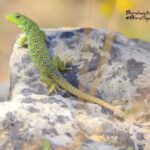 Ocellated Lizard-Birdwatching trip report La Mancha