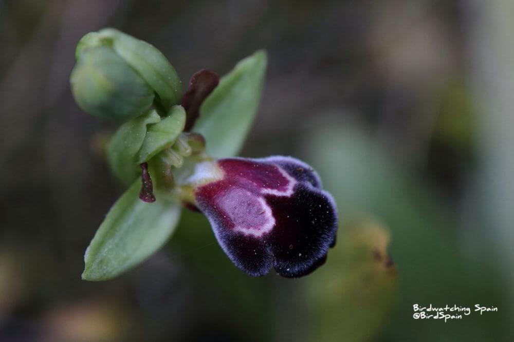 Ophrys-dyris-dark-bee-orchid