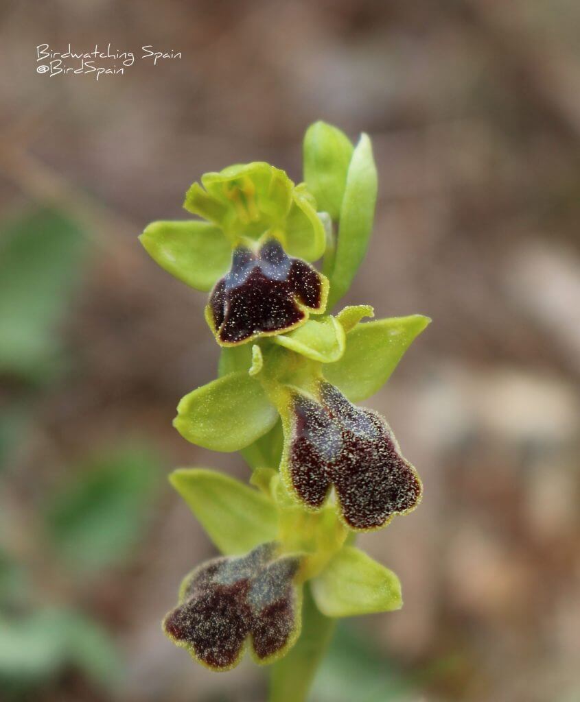 Ophrys-lucentina-orchids tours Spain