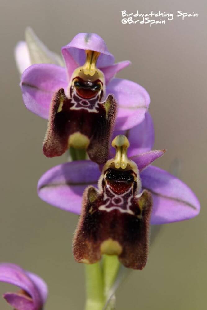 Ophrys-x-pielteri in Xàbia