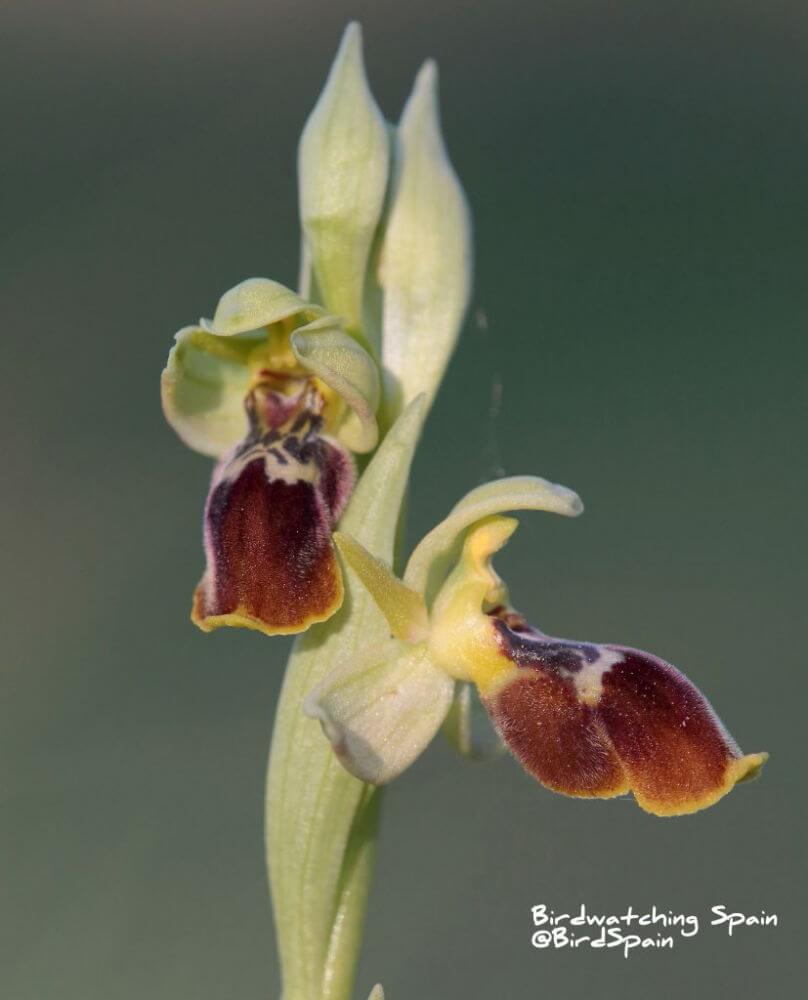 Ophrys-x-pseudospeculum in Xàbia