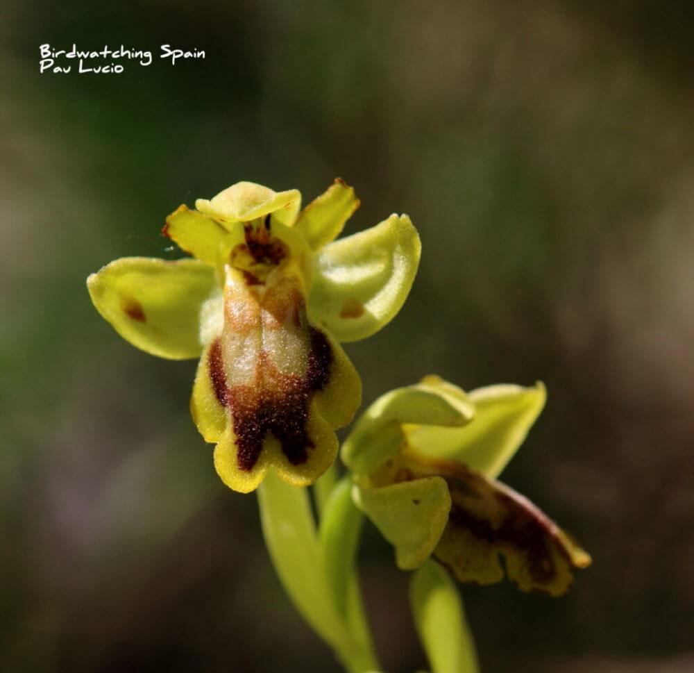 Ophrys-x-serrae in Benissa