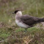 Págalo parásito-excursión ornitológica a Escocia
