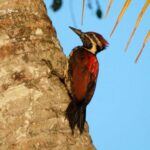 Viaje ornitológico a Sri Lanka-Pito malabar