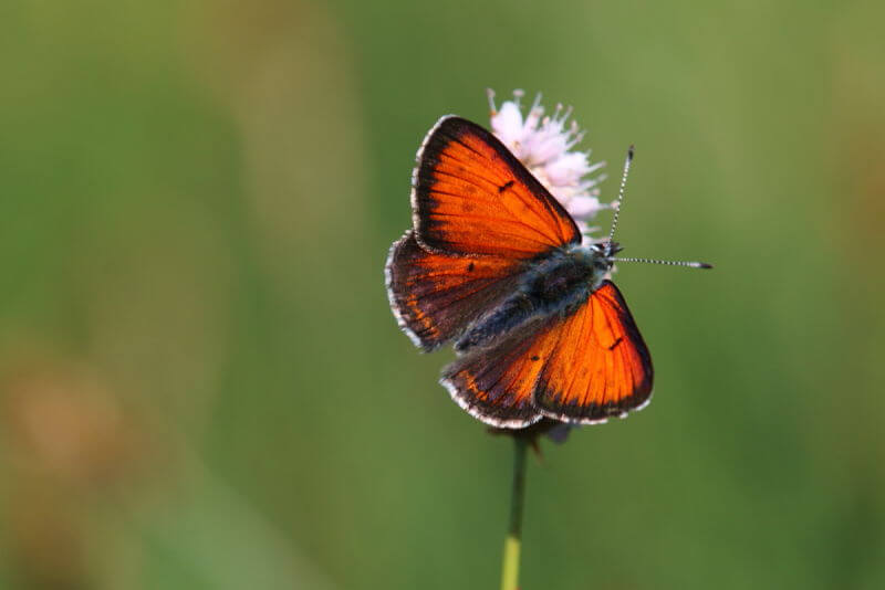 Purple-edged-copper butterfly in Picos