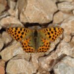 Quen of Spain fritillary-butterflies in the Cantabrian mountains