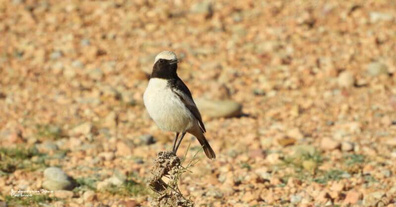 Bird watching trip Morocco