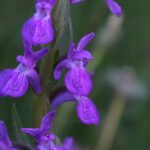 orchids and butterflies in Sierra Nevada